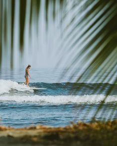 a woman riding a surfboard on top of a wave in the ocean with palm leaves