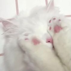 a fluffy white cat laying on top of a bed next to a pink and white wall