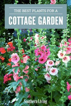 the best plants for a cottage garden with pink flowers and greenery in the background