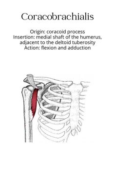 an image of the back of a book with text on it that reads, corobrachiais origin, cacoid process and insertion