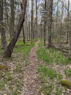 a trail in the woods with lots of trees