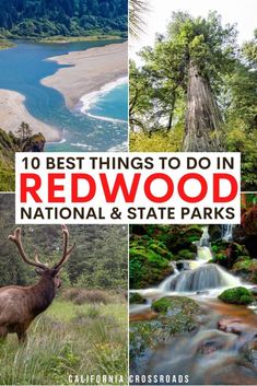 photo of the klamath river, redwoods, ocean, waterfall, and elk. text reads 10 best things to do in redwood national park Trip To Redwood National Park, The Redwoods California, Redwoods National Park, Coast Redwood