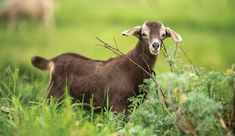 a brown goat standing on top of a lush green field