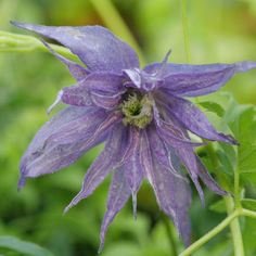 a purple flower with green leaves in the background