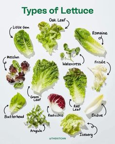 different types of lettuce are shown in this diagram, with the names below