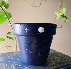 a potted plant sitting on top of a blue table