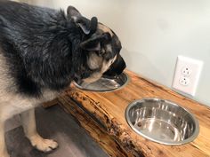 a black and white dog eating out of a metal bowl