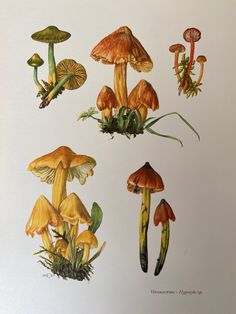 four different types of mushrooms are shown in this drawing, and each one is ediblely colorful