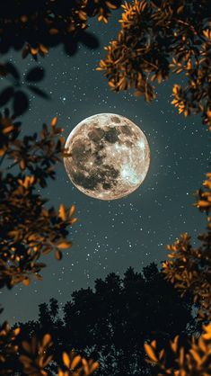 the full moon is shining brightly in the night sky above some trees and leaves,