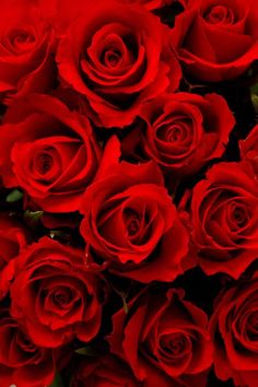 a bunch of red roses that are close together