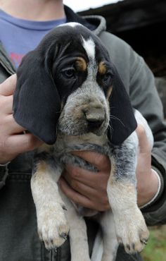 a man holding a puppy in his hands