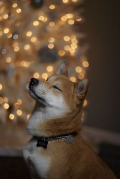 a brown and white dog sitting in front of a christmas tree with its eyes closed