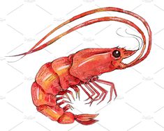 a red shrimp on a white background