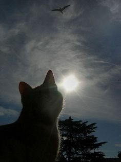 a cat is looking up at the sky with a plane flying in the back ground