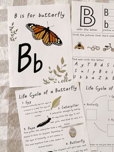 three different types of butterfly life cycle posters on top of a checkered table cloth