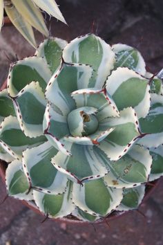 a large green and white plant in a pot