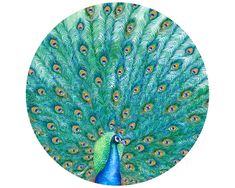 a blue and green peacock with feathers spread out in front of it's back