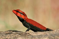 a red and black lizard sitting on top of a rock