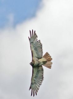 a bird flying in the sky with its wings spread