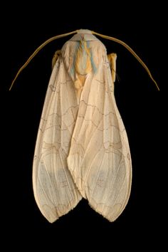 the underside of a large white moth on a black background, with long thin antennae