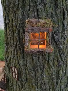 a tree with a lantern hanging from it's side