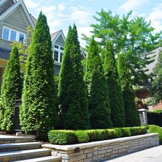 some very pretty green trees in front of a house