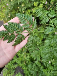 a person's hand holding up a green leaf