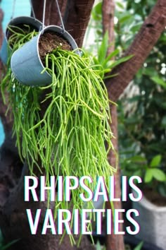 some plants hanging from a tree with the words rhipsalls varieties on it