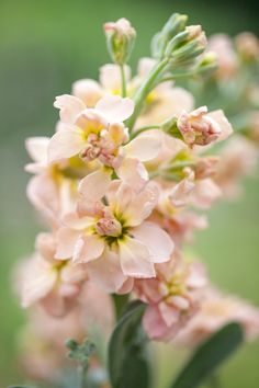 pink flowers with green stems in the foreground