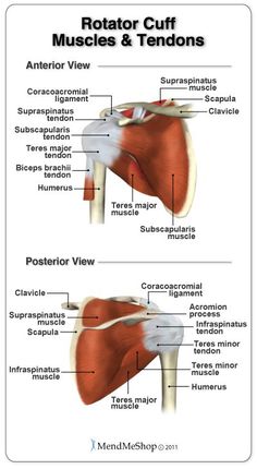 an image of the anatomy of the human body