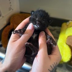 a person holding a small animal in their hands