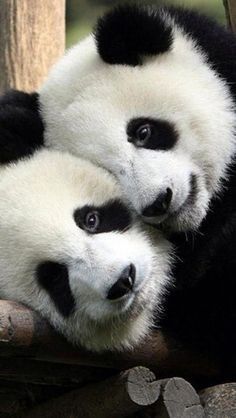 two black and white panda bears sitting on top of each other