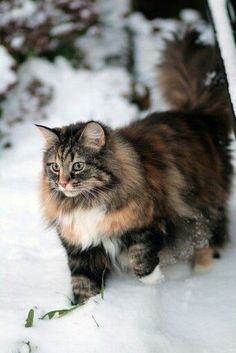 a cat is walking in the snow outside