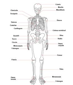 the human skeleton and its major skeletal systems is shown in this diagram, with labels on each