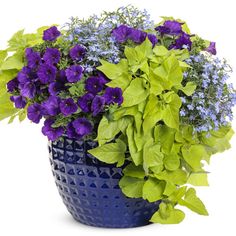 a blue vase filled with purple and green flowers