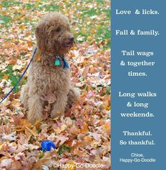 a dog is sitting in the leaves with a blue tag on it's collar