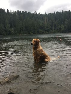 a dog is sitting in the water by himself