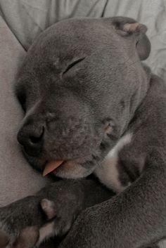 a large gray dog laying on top of a couch next to a white pillow with its tongue hanging out