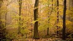 trees with yellow leaves in the woods on a foggy day