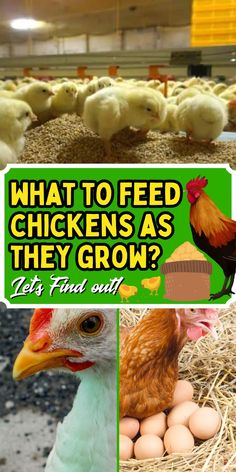 what to feed chickens as they grow? let's find out and check out