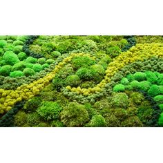 an image of green plants on the ground