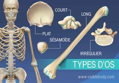 Aperçu des cinq types d'os, long, court, plat, irrégulier et sésamoïde Human Skeleton Parts, Skeletal System Anatomy, Sesamoid Bone, Axial Skeleton, Human Skeleton Anatomy, Types Of Bones, Body Bones, Types Of Humans, Skeleton Anatomy