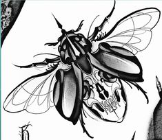 a black and white drawing of a bug