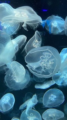 many jellyfish are swimming in the water