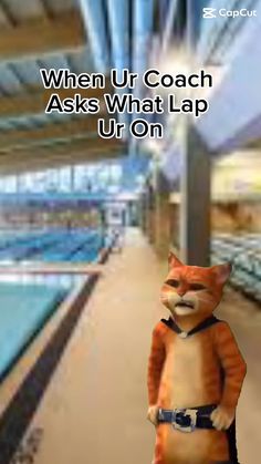 a cat standing in front of a swimming pool with the caption when ur coach asks what lap ur on