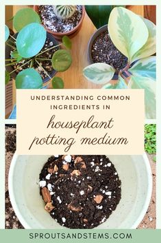 a potted plant with text overlay that reads, understand common ingredients in houseplant potting medium