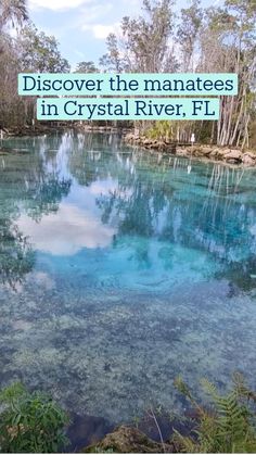 the blue water is surrounded by trees and plants with text overlay that reads, discovering the manateees in crystal river fl