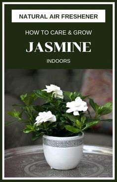 a potted plant sitting on top of a table with the words natural air freshener how to care and grow jasmine indoors