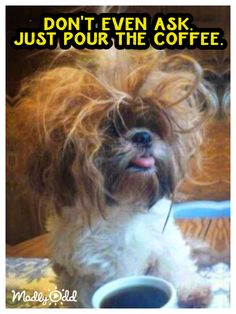 a small dog sitting on top of a table next to a coffee cup with the caption don't even ask just pour the coffee