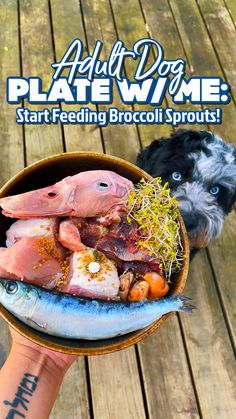 a person holding a bowl full of food with a dog looking at it and the words, adult dog plate w / me start feeding broccoli sprouts